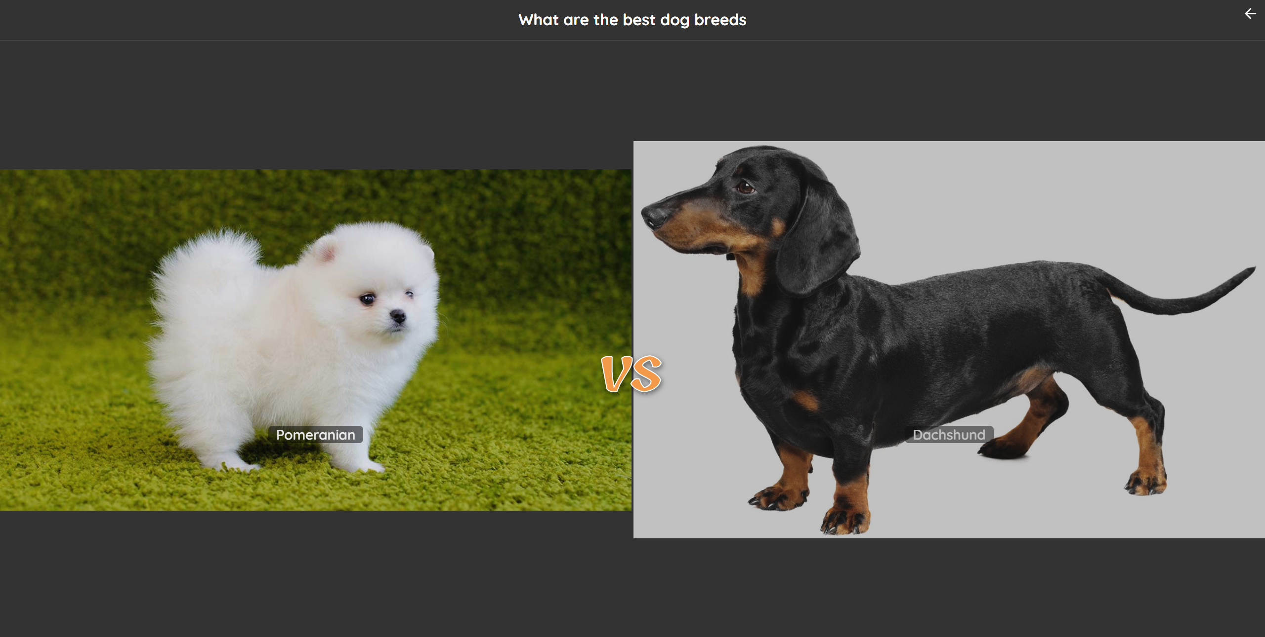 Pomeranian vs dachshund